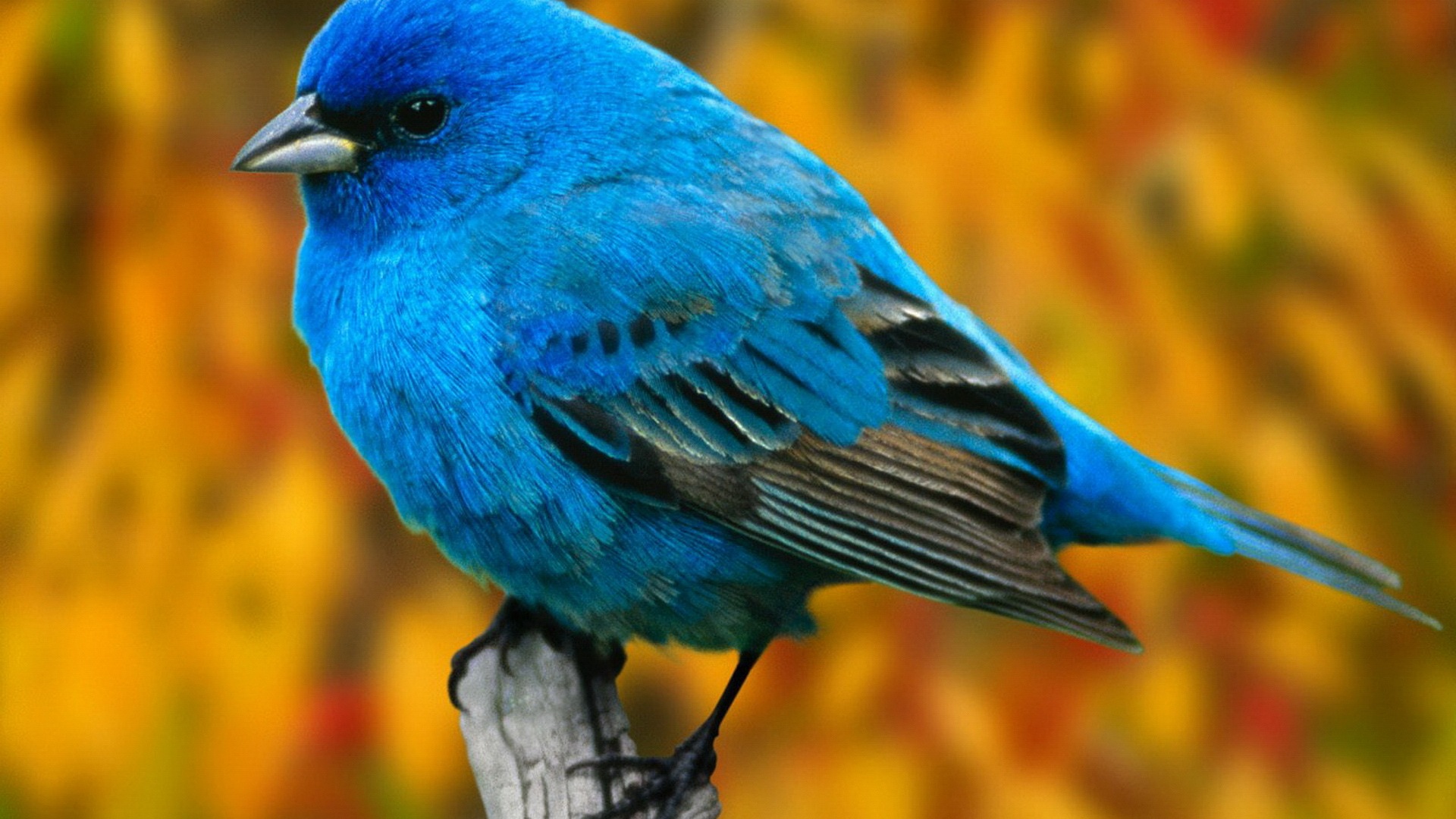 Bird-wallpapers-HD-for-desktop.jpg
